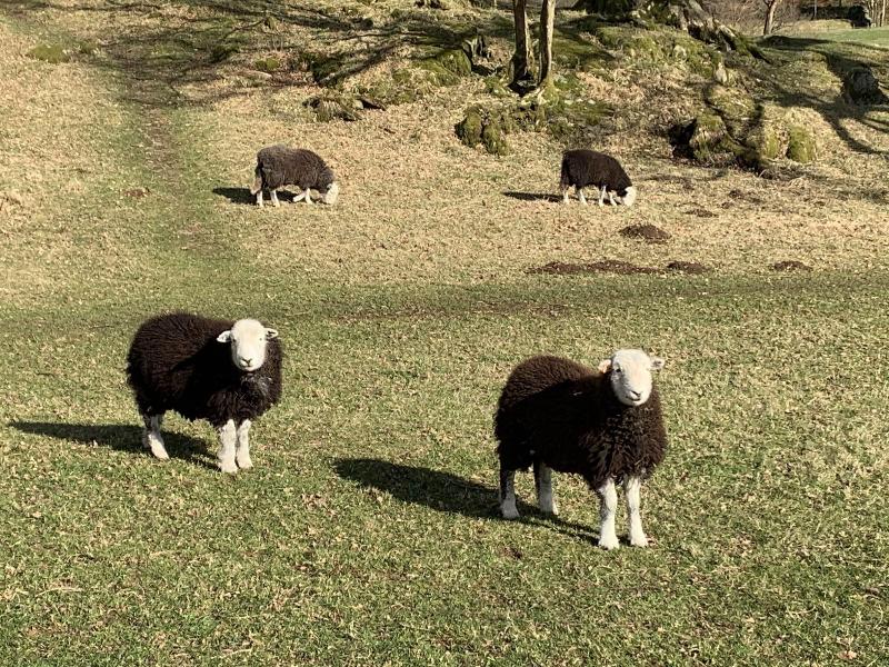 Ivythwaite Lodge image