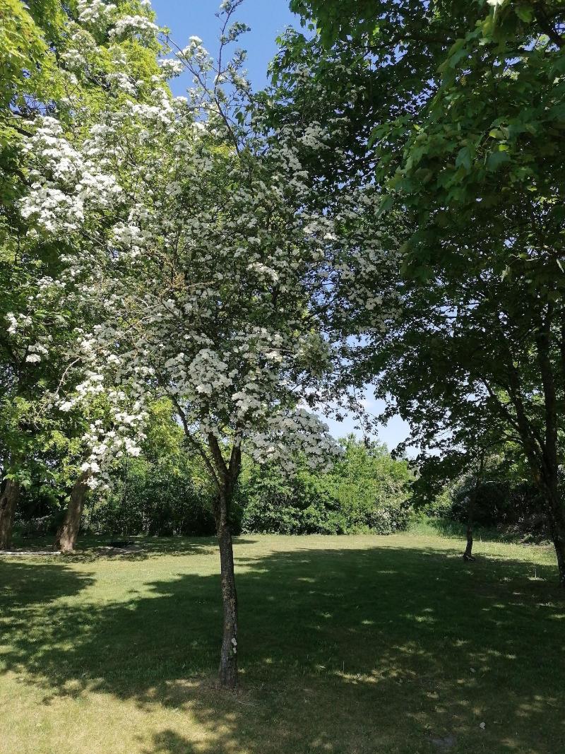 Aagaarden image