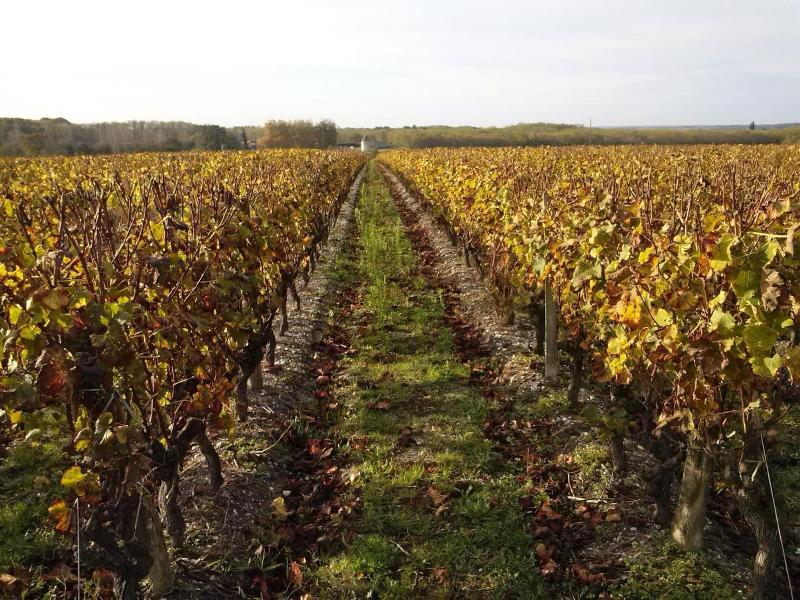 Les Ormeaux image
