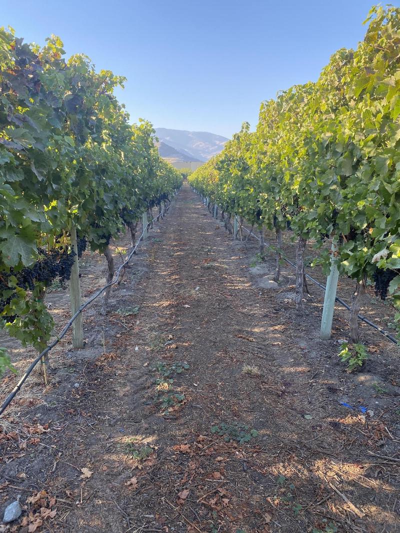 Sonora Desert Winery and Countryside B&B