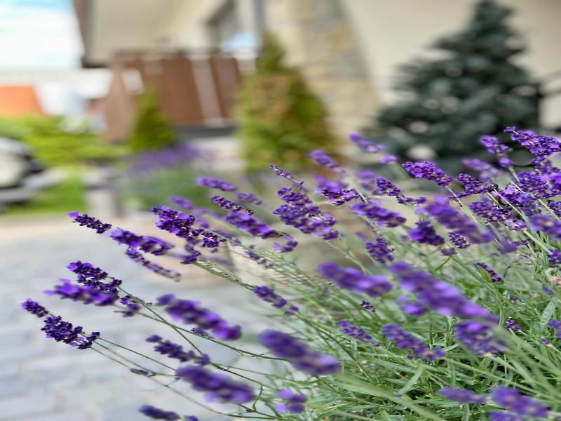 Hotel Nosal image