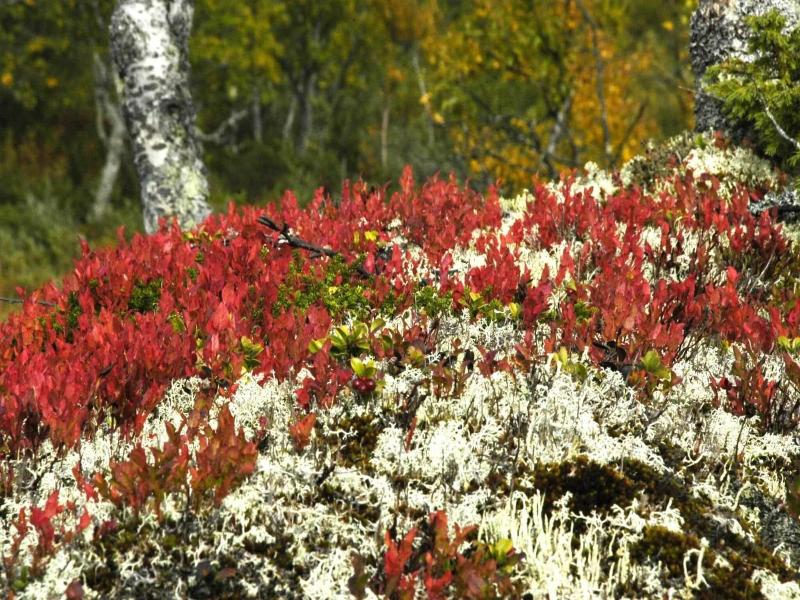 Buustamons Fjällgård