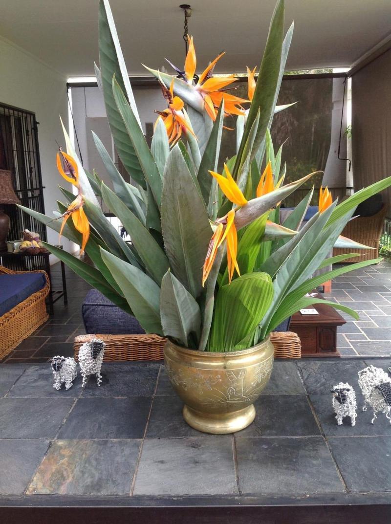 PlumbagoÂ GuestÂ House image