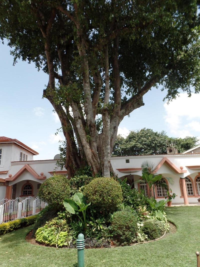 Villa Leone image