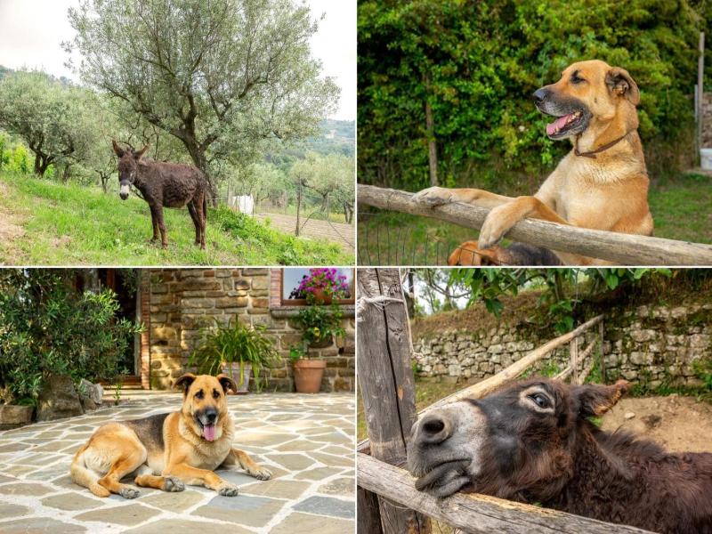 Country House Villa Nigro image