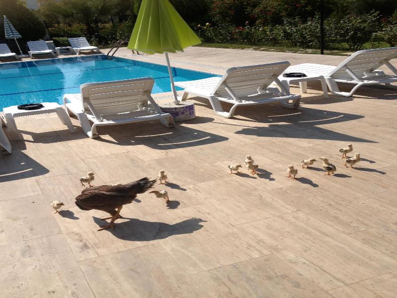 Melodi Club Hotel image