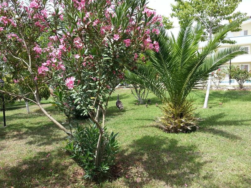 Melodi Club Hotel image