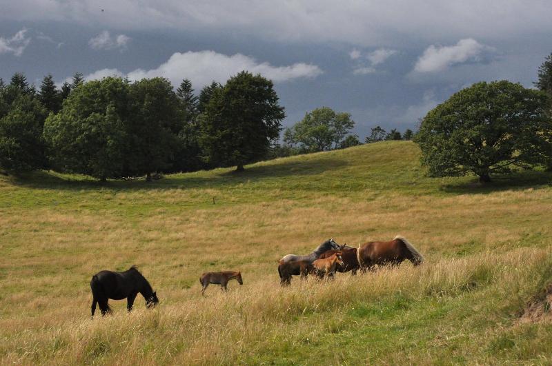 Farm Stay Stald Nordkap