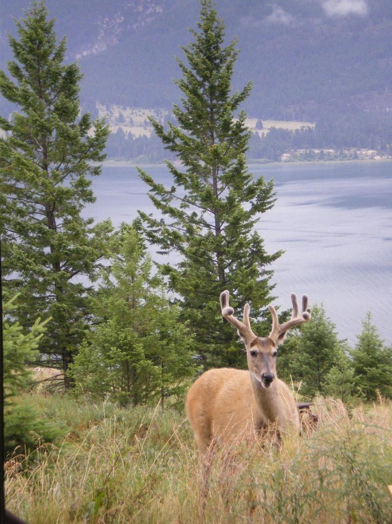 The Lodge At Bella Vista — photo 4
