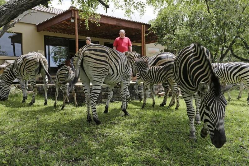Turaco Lodge image