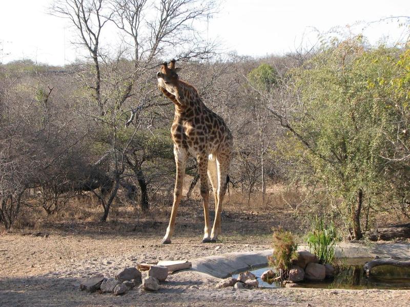 Turaco Lodge image