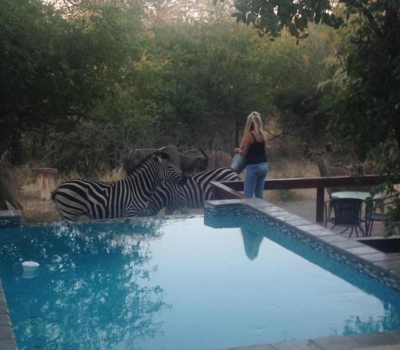 Turaco Lodge image