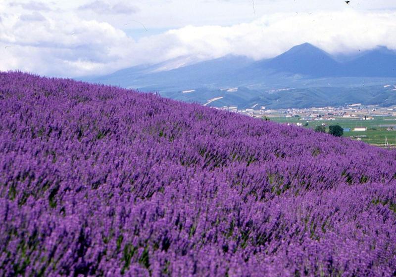 Pension Lavender — general view