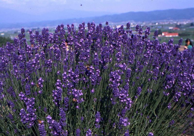 Pension Lavender — general view