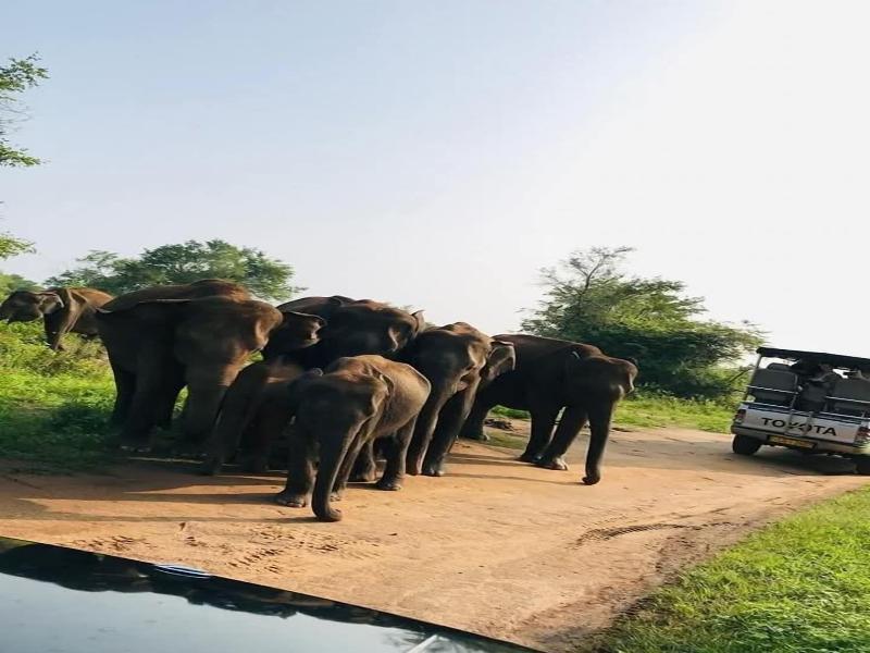 Ele Camp Udawalawa