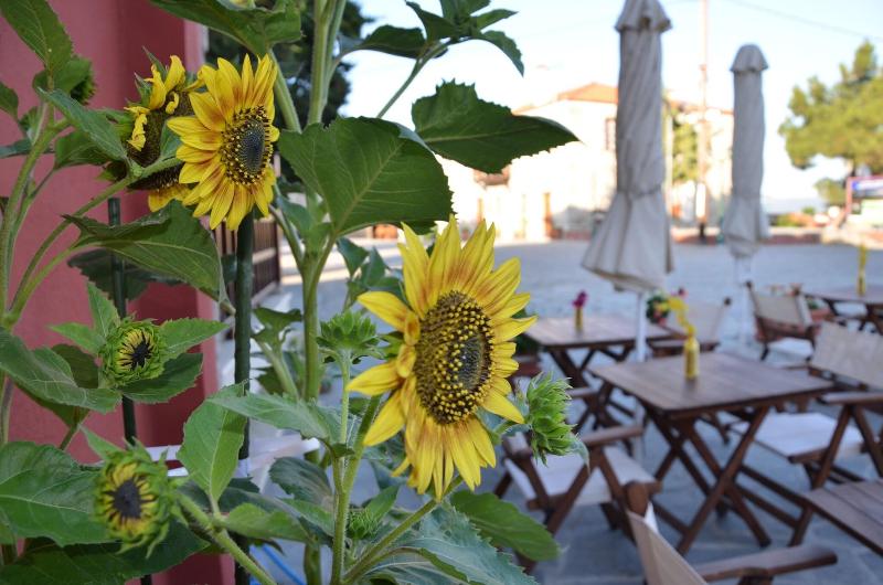 Helianthus Guesthouse image