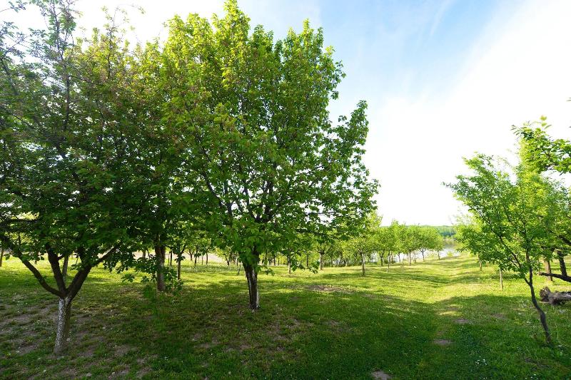 Biser Dunava