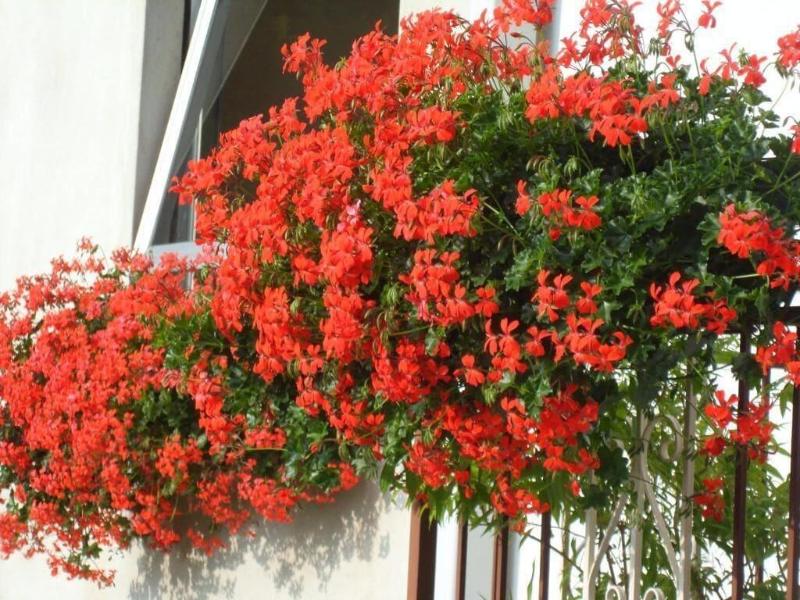 Albergo Regina image
