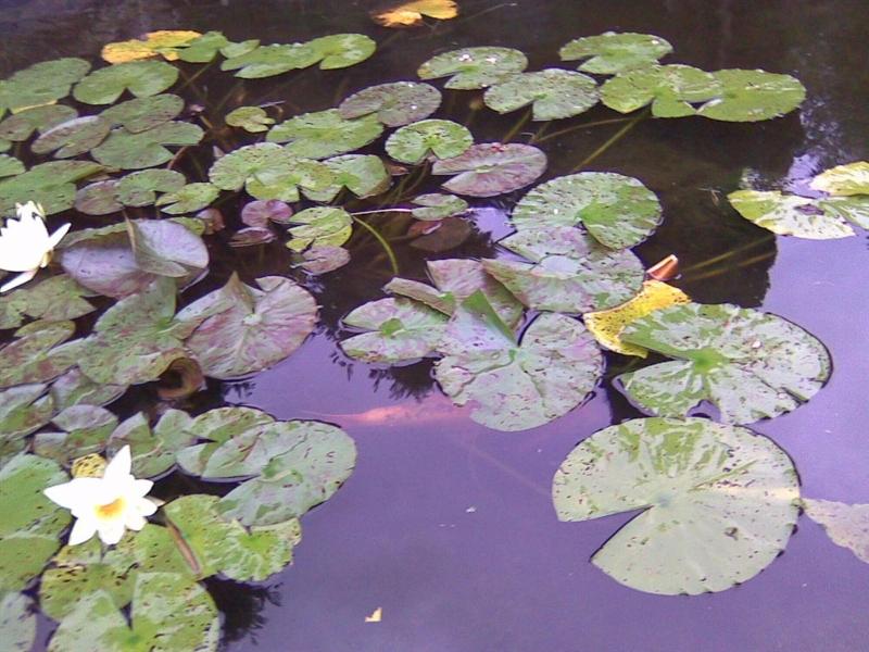Anand Lodge image