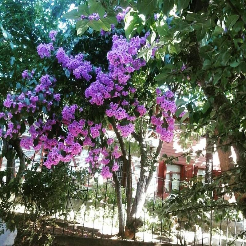 Orhan Kutbay'in Evi Turyolu Cafe Pansiyon image