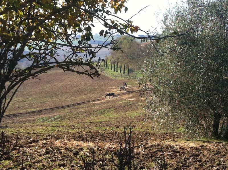 Agriturismi Farina image