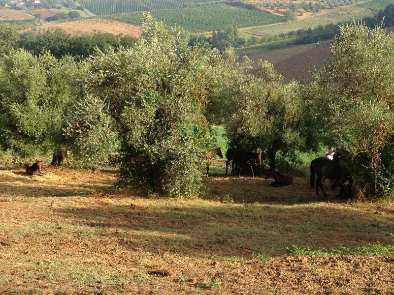 Agriturismi Farina image