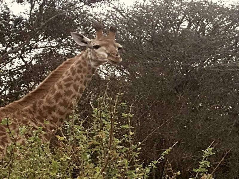 Khangela Private Game Lodge