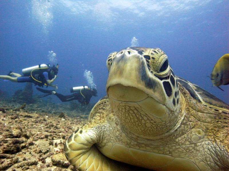 Manta Dive Resort Gili Air image