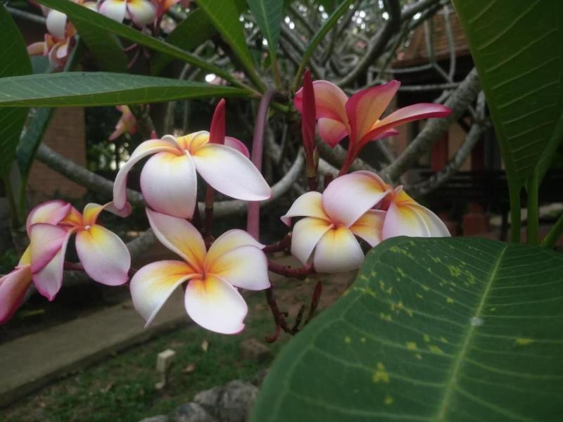 Floraville Phuket Resort image
