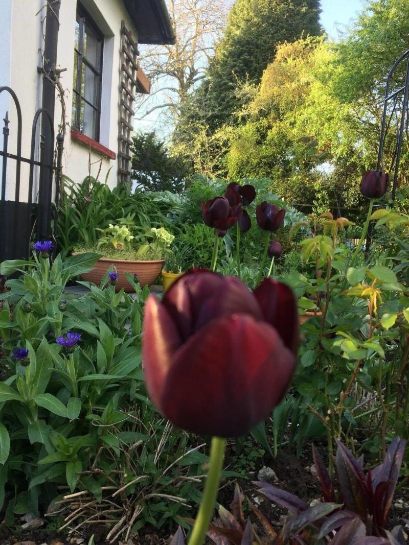Woodacre B&B image