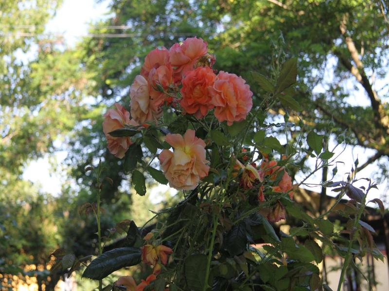 Il Campetto Country House image