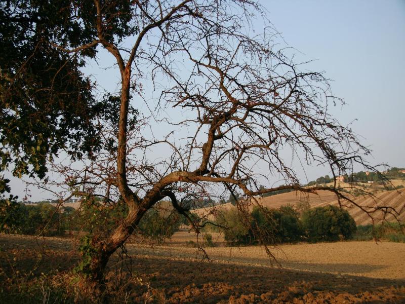 Il Campetto Country House — general view