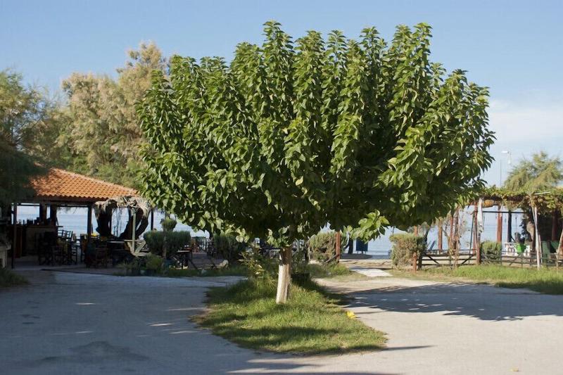 Anetis Beach Hotel image