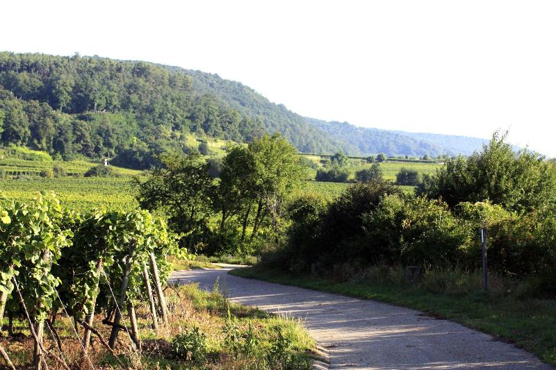 Porta Vinea image
