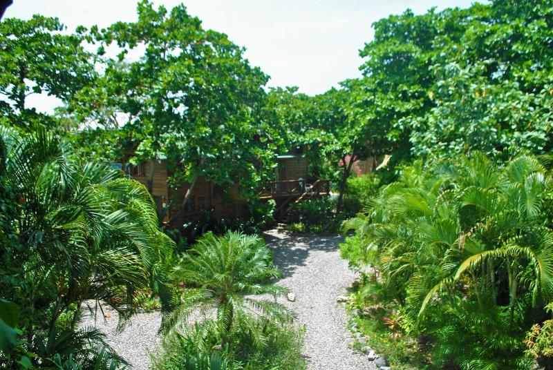 Cocolobo image