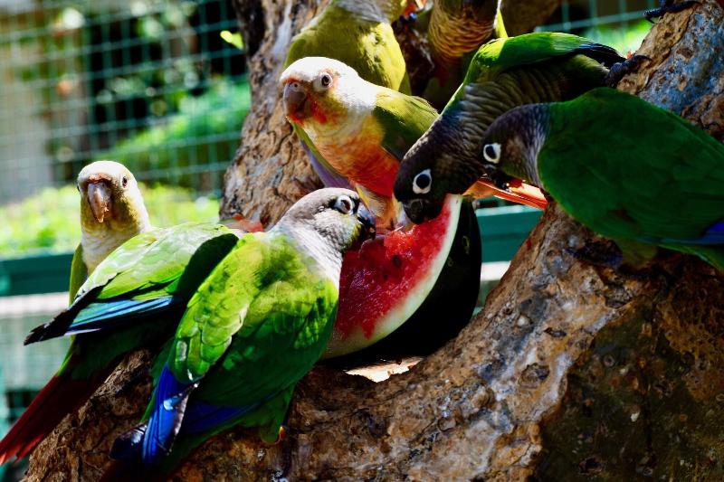 Manas Resort With Petting Zoo image