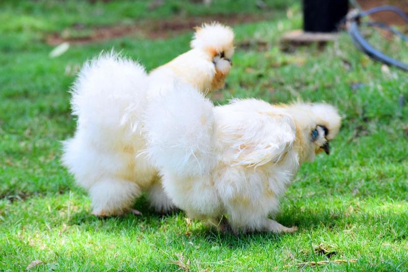 Manas Resort With Petting Zoo image