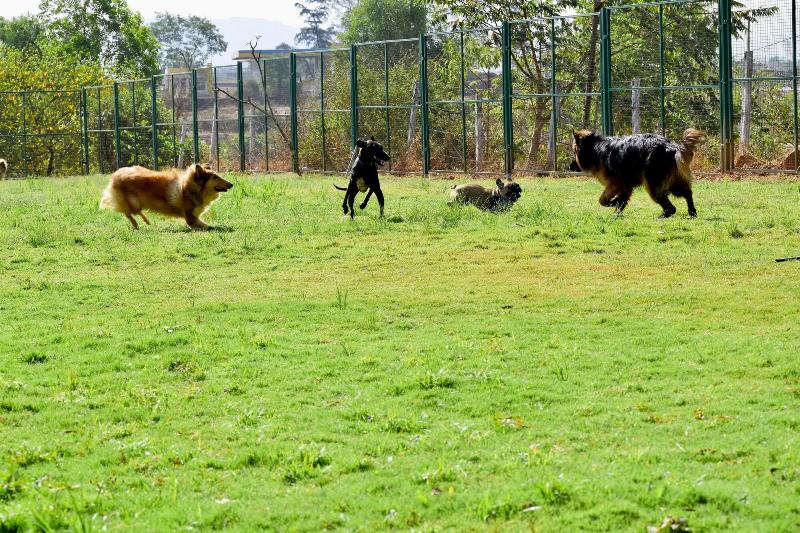 Manas Resort With Petting Zoo image