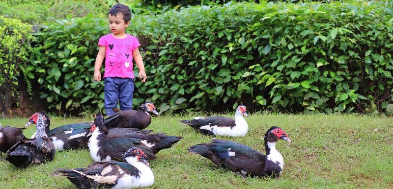 Manas Resort With Petting Zoo image