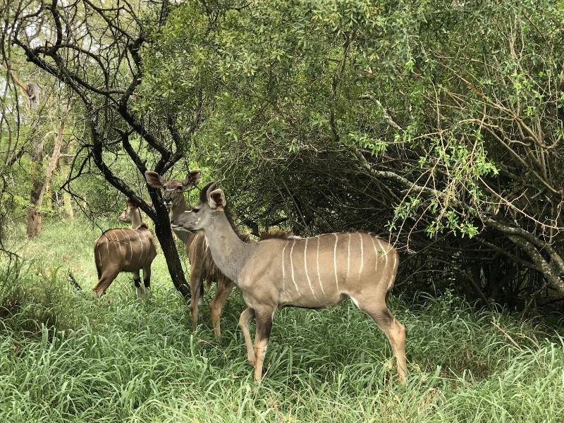 Msunduze River Lodge