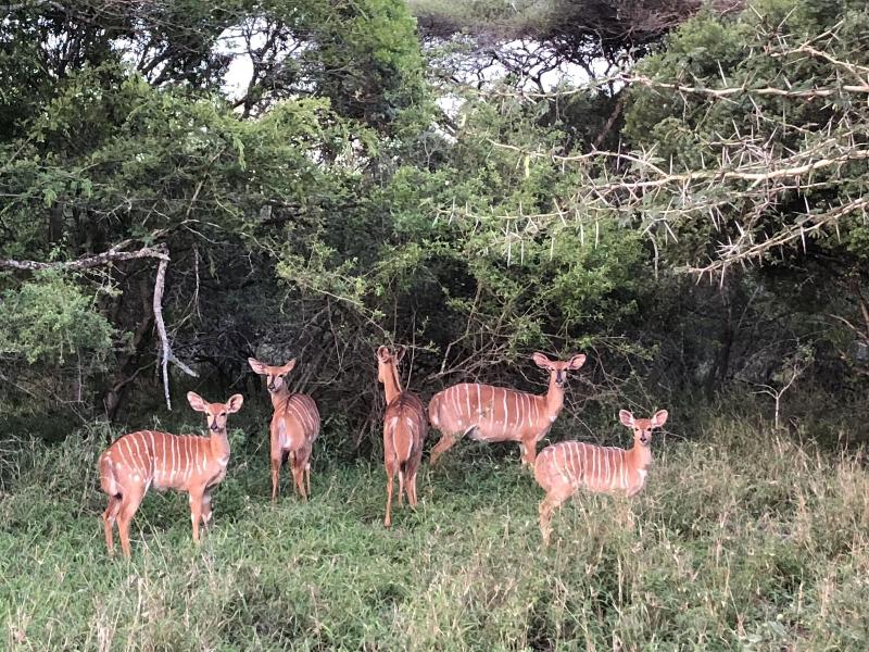 Msunduze River Lodge