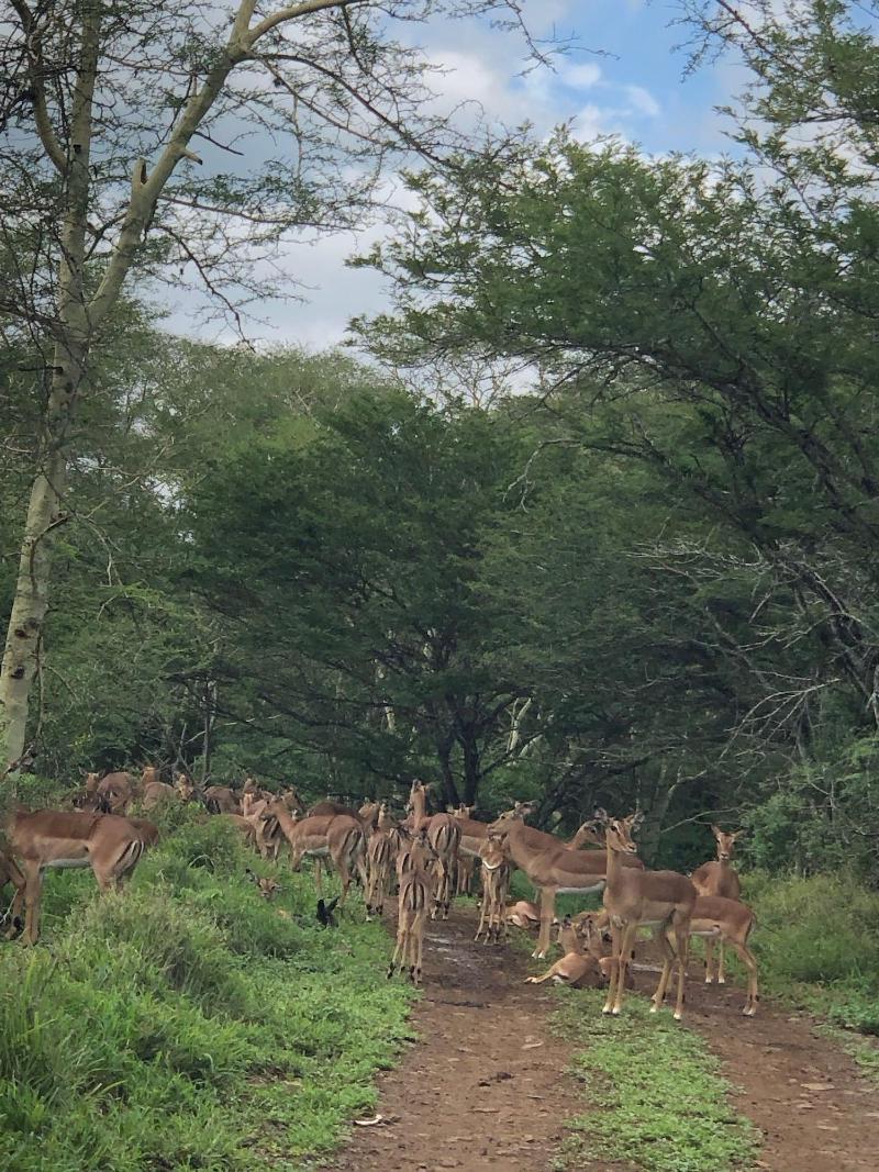 Msunduze River Lodge