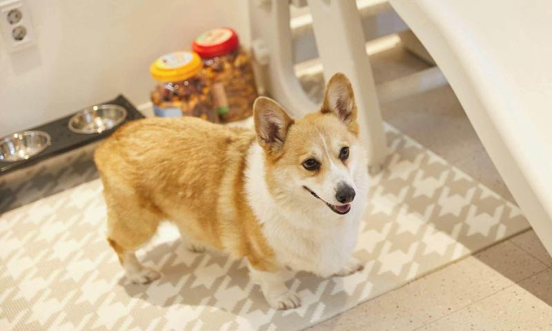 Sugarbrium image