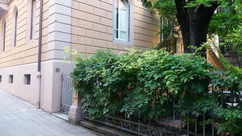 Tilia image