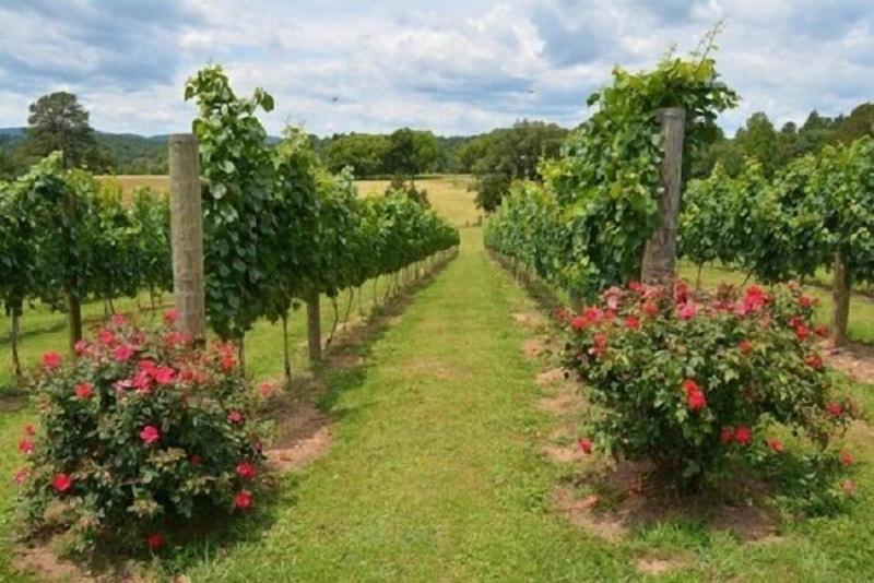 Woodville Bed And Breakfast image