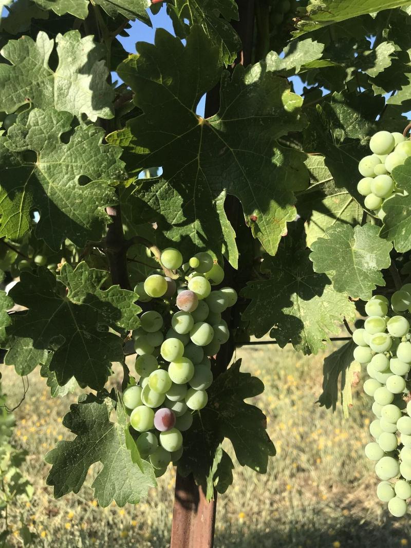 Bed & Barrel at Stonehouse Cellars — general view