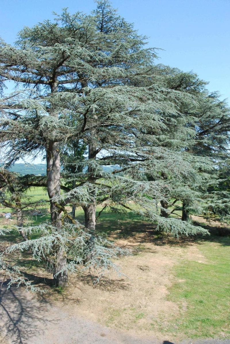 Château de Maumusson image