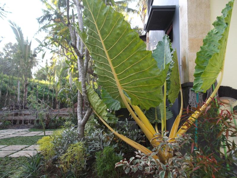 Doni House & Villa image