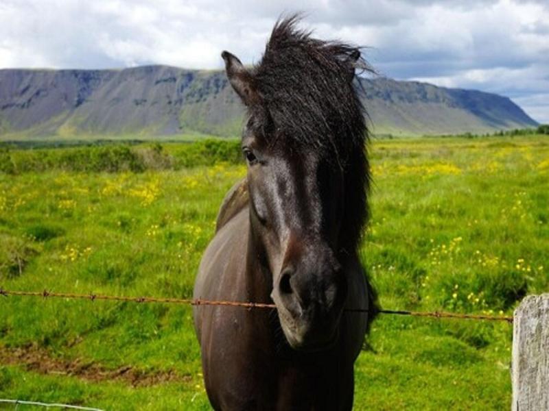Gesthús Selfoss image