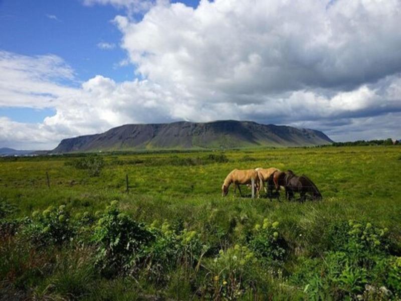 Gesthús Selfoss image